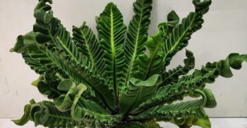 Asplenium Lasagna 20 - 30cm