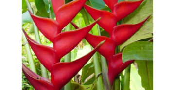 Heliconia Caribea 2-3 Leaves