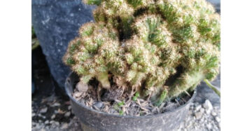 Cereus Jamacaru medium size