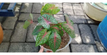 Caladium Bicolor - 4 leaves