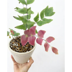 Adiantum Macrophyllum medium size