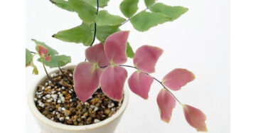 Adiantum Macrophyllum medium size