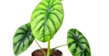 Alocasia Green Shield 2-3 Leaves
