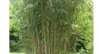Pseudosasa Japonica "Japan Arrow Bamboo" 20 - 30cm
