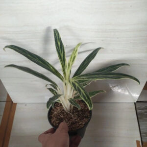 Aglaonema Bamboo 2 - 4 leaves