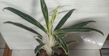 Aglaonema Bamboo 2 - 4 leaves