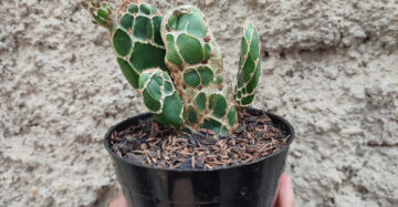 Opuntia Zebrina medium size