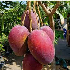 Mango Red Emperor 30 - 50cm