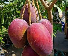 Mango Red Emperor 30 - 50cm