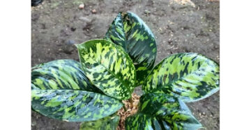 Homalomena Wallisii 2 - 4 leaves