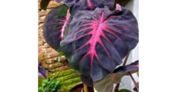 Colocasia Red Devil 2-3 Leaves