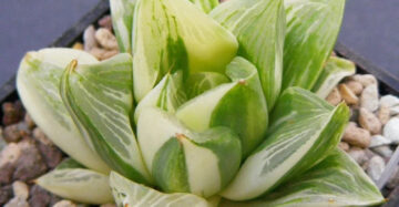 Haworthia Retusa Variegata medium size