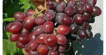 Grapes Everest 30 - 50cm