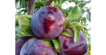 Plum Black 30 - 50cm