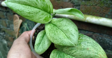 Scindapsus Treubii Mint 2 - 4 leaves