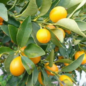 Citrus Tongheng 30 - 50cm