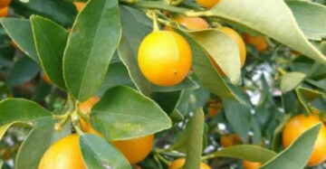 Citrus Tongheng 30 - 50cm