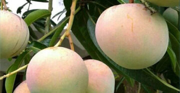Mango Apple 30 - 50cm