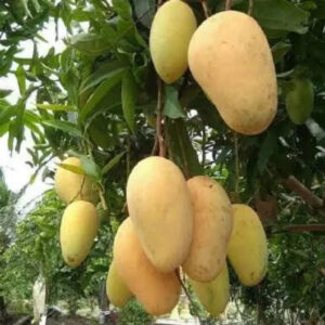 Mango Choknan 30 - 50cm