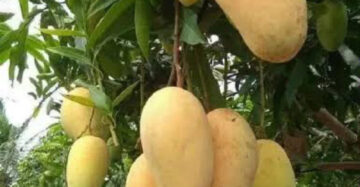 Mango Choknan 30 - 50cm