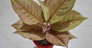 Aglaonema Light of Diamond 2 - 4 leaves