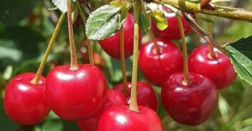 Cherry Jepang 30 - 50cm