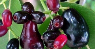 Syzygium Cumini 30 - 50cm