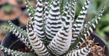 Haworthia Fasciata Alba medium size