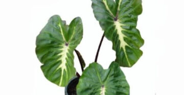 Colocasia White Lava 2-3 Leaves