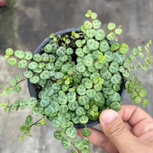 Pepperomia Prostrata String of Turtle 2-3 Leaves