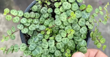 Pepperomia Prostrata String of Turtle 2-3 Leaves