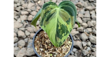 Philodendron Melanochrysum Variegated 2 - 4 leaves