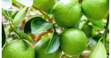 Citrus Aurantiifolia 30 - 50cm