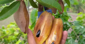 Sapodilla Mini 30 - 50cm