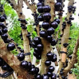 Grapes Preco 30 - 50cm