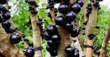 Grapes Preco 30 - 50cm