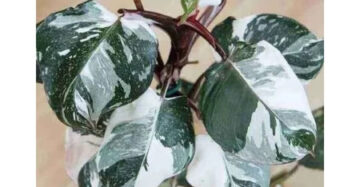 Philodendron White Knight 2-3 Leaves