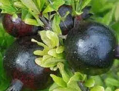 Pomegranate Hitam 30 - 50cm
