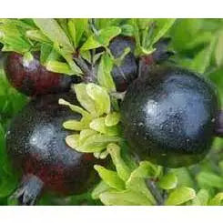 Pomegranate Hitam 30 - 50cm
