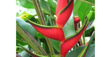 Heliconia Bijai 2-3 Leaves