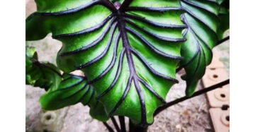Colocasia Pharaoh Mask 2-3 Leaves