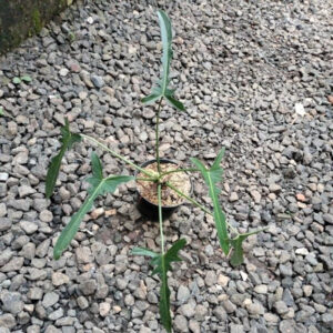 Philodendron Longilobatum 2-3 Leaves
