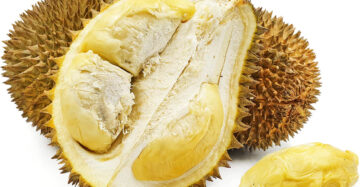 Durian Blackthorn 30 - 50cm