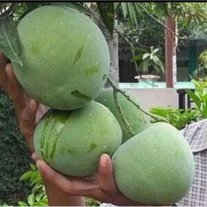 Mango Coconut 30 - 50cm