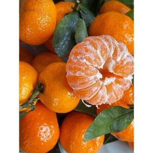 Citrus Tayam Madu 30 - 50cm