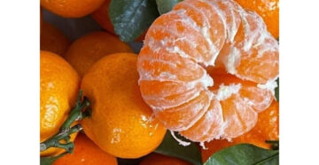 Citrus Tayam Madu 30 - 50cm