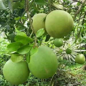 Citrus Pamelo Jumbo 30 - 50cm