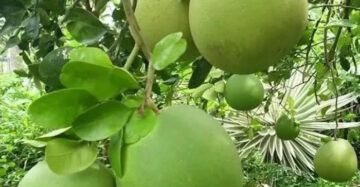 Citrus Pamelo Jumbo 30 - 50cm