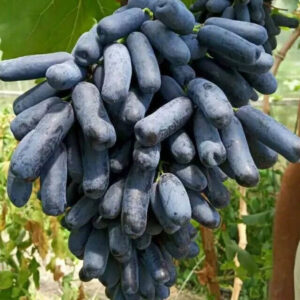 Grapes Hijau 30 - 50cm