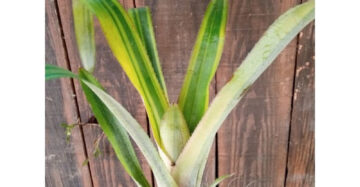 Bromelia Green Variegated 20 - 30cm